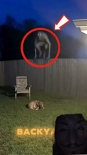 Ghost eat my dog 😱😱 #horror #scary #shorts