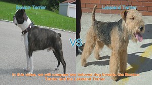 Boston Terrier vs. Lakeland Terrier: A Comparison of Beloved Dog Breeds