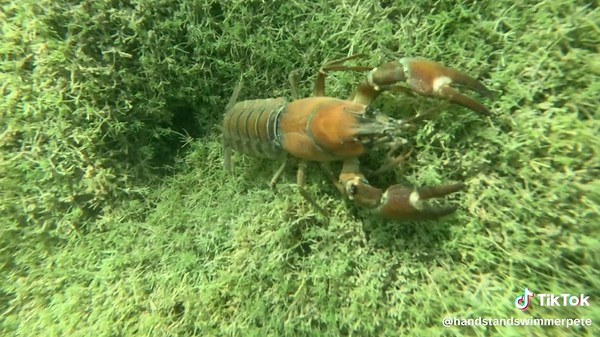 Discover the Clear Waters and Signal Crayfish