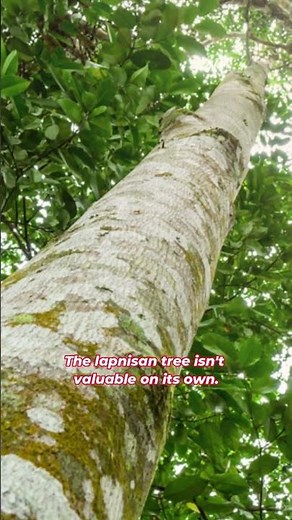 Liquid Gold of the Philippines: Agarwood, the World's Most Expensive Wood #facts