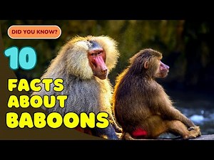 10 Amazing Facts About Baboons You Didn’t Know! 🐒
