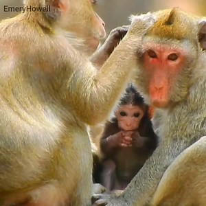 2.1K views · 106 reactions | The Monkey wildlife are really love together, they are always take care each other. #babymonkey #monkey #monkeys #MonkeyLife | Emery Monkey | Facebook