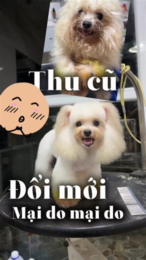 Chải lông và nhổ lông tai cho chó: Hướng dẫn chăm sóc thú cưng