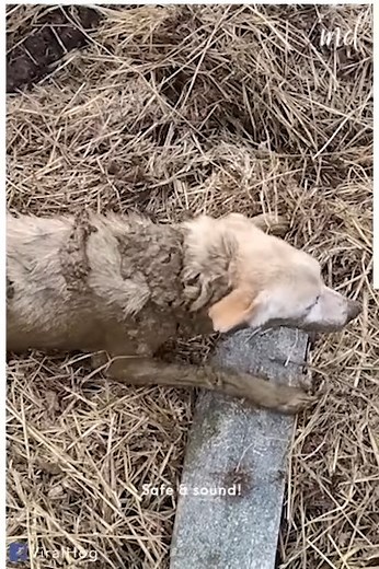 Dog stuck in mud had lost all hope of getting rescued! | We Love Animals