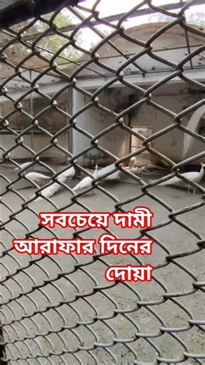 সবচেয়ে দামী আরাফার দিনের দোয়া #sarbintijahan #love #loveallah #ভাইরাল #motivation #lovereligion #