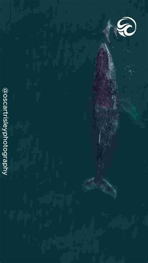 Dolphins look tiny as they swim alongside giant humpback whales