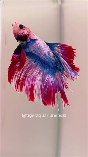 ✨ “Graceful. Vibrant. Unforgettable.” Fullmoon Betta Fish | TIGER AQUARIUM #bettafish #aquarium