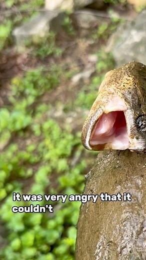 27K views · 518 reactions | Catching #turtles  | Tim in the Wild | Facebook