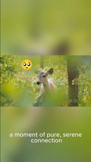 “Wild America: Nature at Its Most Powerful”