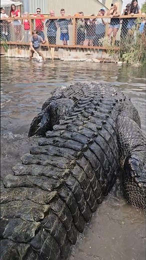 Elvis the Alligator Eats Whole Chicken!