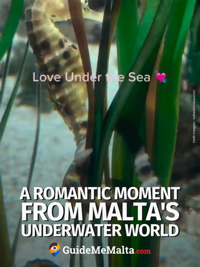 At the Malta National Aquarium, two seahorses remind us that Valentine’s magic exists even underwater 🪸✨ 🎥 Instagram - maltanationalaquarium