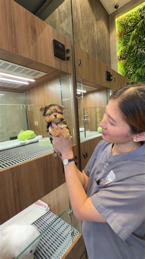 Micro teacup yorkie! 🐭