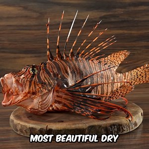 391K views · 3.4K reactions | I Dry Aged a Venomous Fish, Ate it and This Happened!   | Guga Foods | Facebook