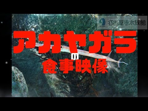 【名古屋港水族館】アカヤガラの食事映像！