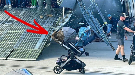 Insect invasion! Swarm of bees takes over stroller