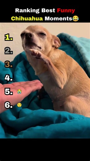 Ranking Funniest Chihuahua Moments 😂😂 #shorts #chihuahua