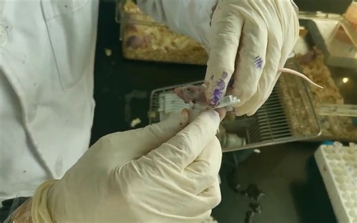 小鼠采血操作--下颌采血，简便安全，可重复采血