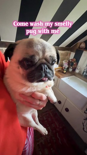 How to Wash Your Pug Using a Furminator