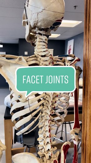 Facet joints help to define the range of motion. #AnatomyIsCool #AnatomyClass #Vertebrae #Back