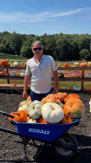 2.7K views · 260 reactions | Giving you PUMPKIN to talk about ...