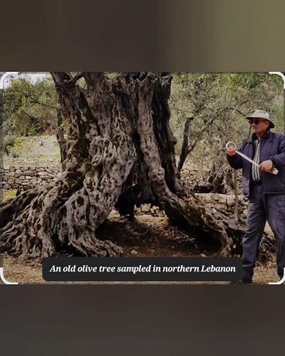The Oldest Olive Tree in World, Greece, Tunisia, Ancient History of Olive