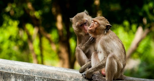 Wild male macaque monkeys have sex with each other more often than with females - LGBTQ Nation