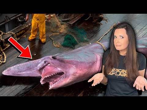 Ancient Living Fossils That Are Still Alive Today