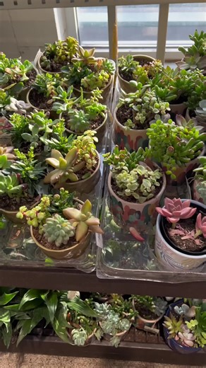 Succulent Propagation Tips from Lowe's | Plant Care Tutorial