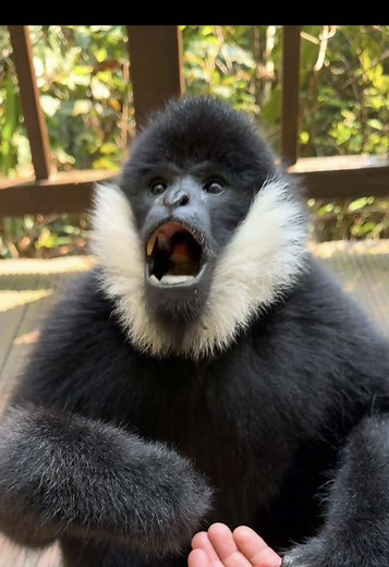 The trees have eyes 👀 Original Clip from @ssslod | bahama