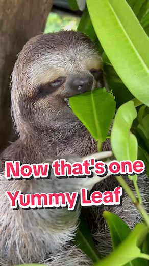 Soothing Sloth ASMR for a Relaxing Saturday | Food ASMR