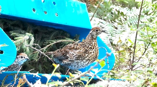 DEC completes translocation of endangered birds into Adirondacks