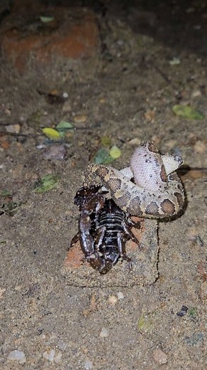 234K views · 1K reactions | Snake Vs Scorpion fight #highlightseveryone | Prakash Animal Welfare | Facebook