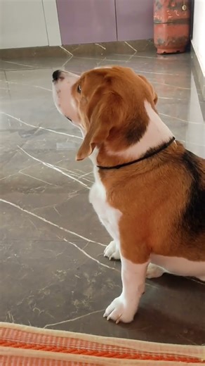 Dog Reaction for Beep sound Beagle