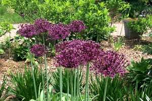 What is that big purple ball growing in the garden?
