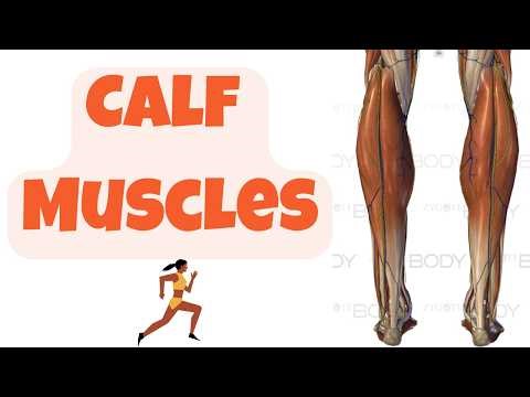 Anatomy of the Calf: 3D In-Depth Review