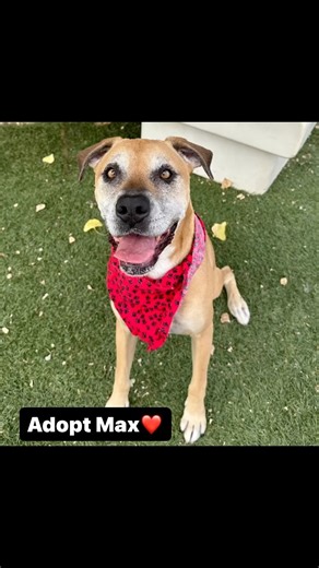 Such a loving boy❤️ Max #A5163170 is listed as a 5 year old, 55 lb Mastiff mix(looks like part boxer). This sweet boy knows sit and walks okay on leash. Max was surrendered by the only family he ever knew. He’s super affectionate and did well on his evaluation with other large dogs! Max would love to find a new family to love❤️ Come meet him during walk-in hours from 2-5 pm daily and from 2-7 pm on Wednesdays. Or you can schedule a morning appointment by clicking on the link in our bio. Photos/V