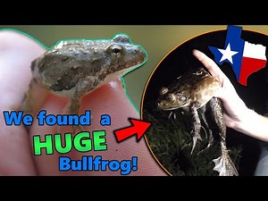 Meet the Frogs of Texas! (they say everything is bigger... they weren't wrong...)