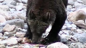 42 reactions | Bears use different techniques for fishing. Here is one. Video compilation by one of our guests in October. | Wild Bear Lodge | Facebook