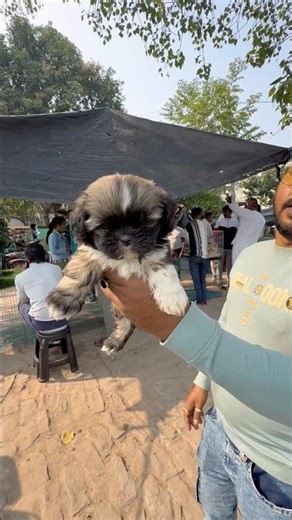 Golden Colour Lhasa Apso Puppy Sale. #petshub #dogbreed