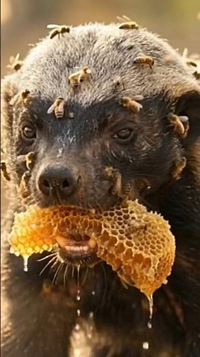 How Honey Badgers Survive Hundreds of Bee Stings