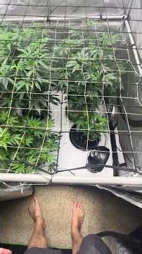 Clone to harvest! Episode 1: Elev8 Seeds- Bacio Gelato S1 & Archive Seed- Puro Loco