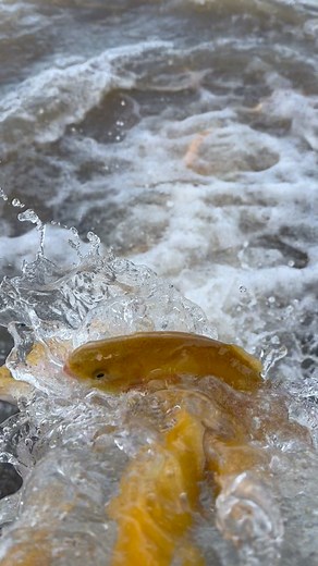 Approximately 6,000 banana trout were stocked in Mann Lake Reservoir near Lewiston today…just in time for spring fishing season! | Idaho Fish and Game Clearwater Region