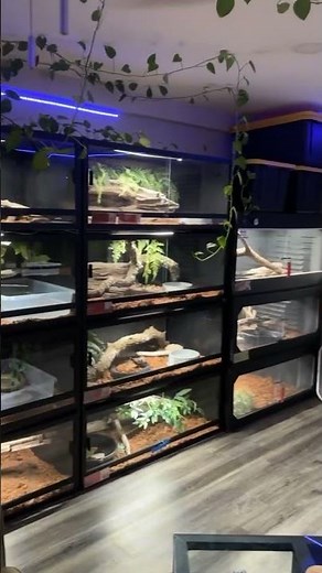 $30,000+ Venomous snake room tour filled with Dubia enclosures!