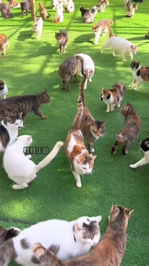 Feeding 3,000 Cats at the Manor: Join the Rescue