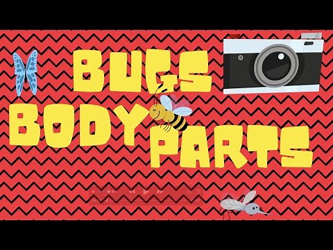 Bugs Body Parts