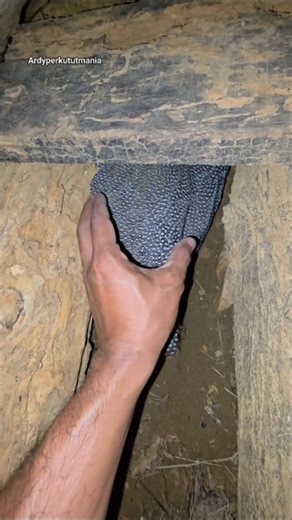 125K views · 1.2K reactions | Guinea fowl are considered one of the distinctive domesticated birds that have become widely used around the world, whether on the farms or in rural homes. The native habitat of this bird is in Africa, particularly in the regions south of the Sahara Desert, but it was later introduced to Europe and the Americas during the Middle Ages. | Pawtopia | Facebook