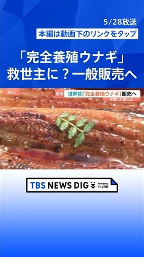 $4,860 per eel: World's first commercial sale of "fully farm-raised eels" begins on the 29th—coul...