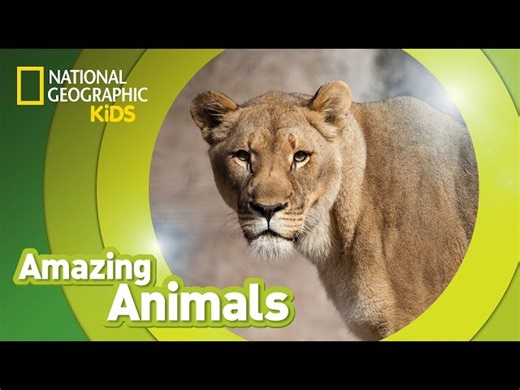 Amazing Animals: The African Lion