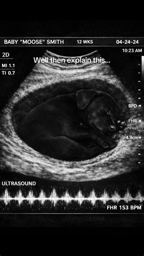 Meet Our Adorable Black Lab Puppy!