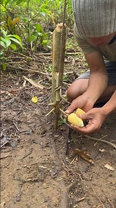 How to make simple trap made from a split piece of wood,fitted with a straight stick as the trigger.
